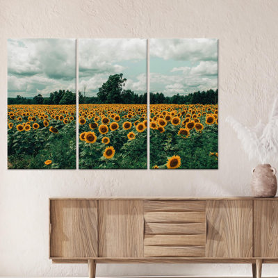 Printed Canvas Artwork: Sunflower Field Landscape View,3P Wrapped Canvas