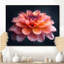 Photo de souci rose rose et orange chaud - souci mural-190633175-85216342