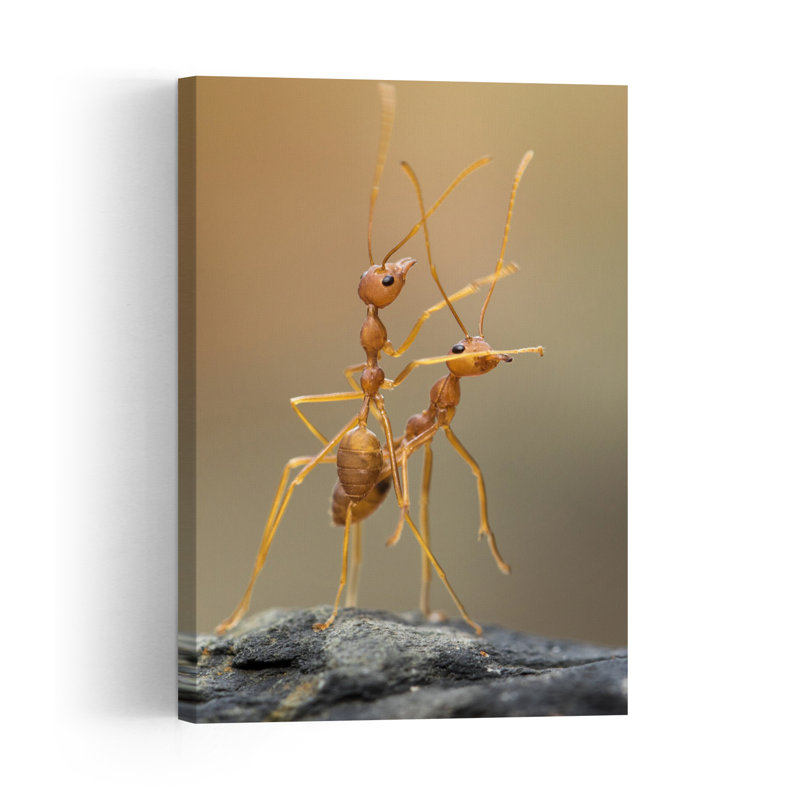 Communicating Red Ants Delicate Abstract Contemporary Ant Nature Wildlife Wall Art Print by Hendy Mp - Print