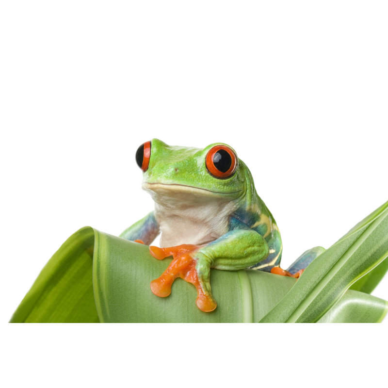 Grenouille (Agalychnis Callidryas) assise sur une plante par Kerkla, H 12 po x l 18 po