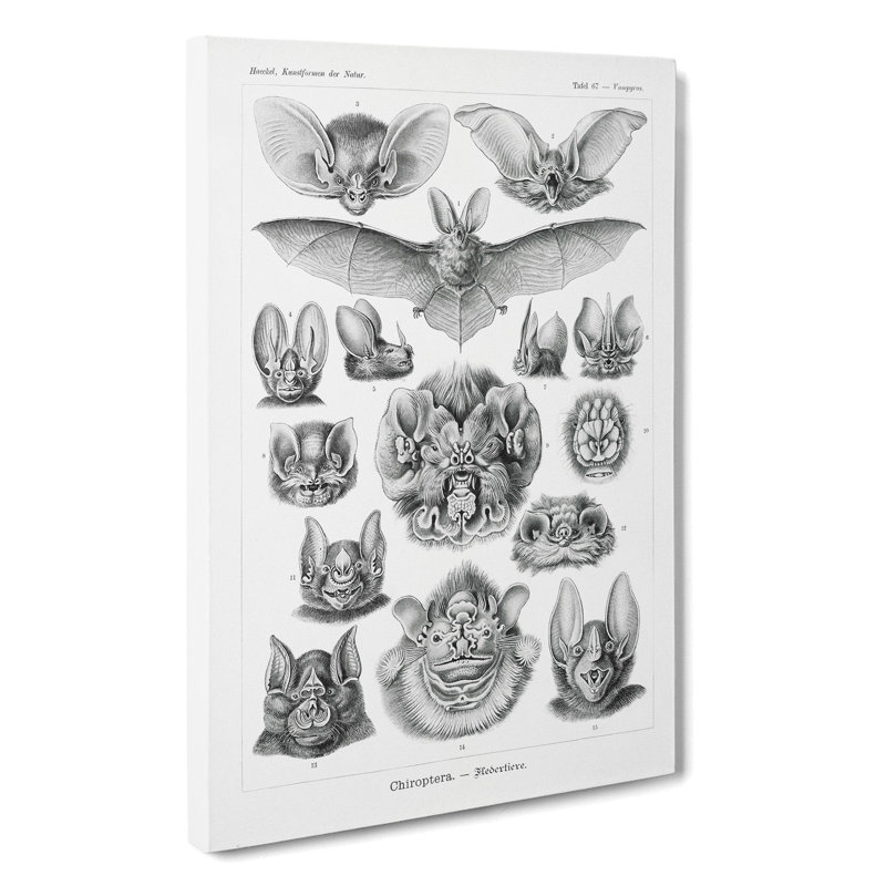 Study Of Bats by Ernst Haeckel - Wrapped Canvas, 35cm H x 35cm W x 3cm D