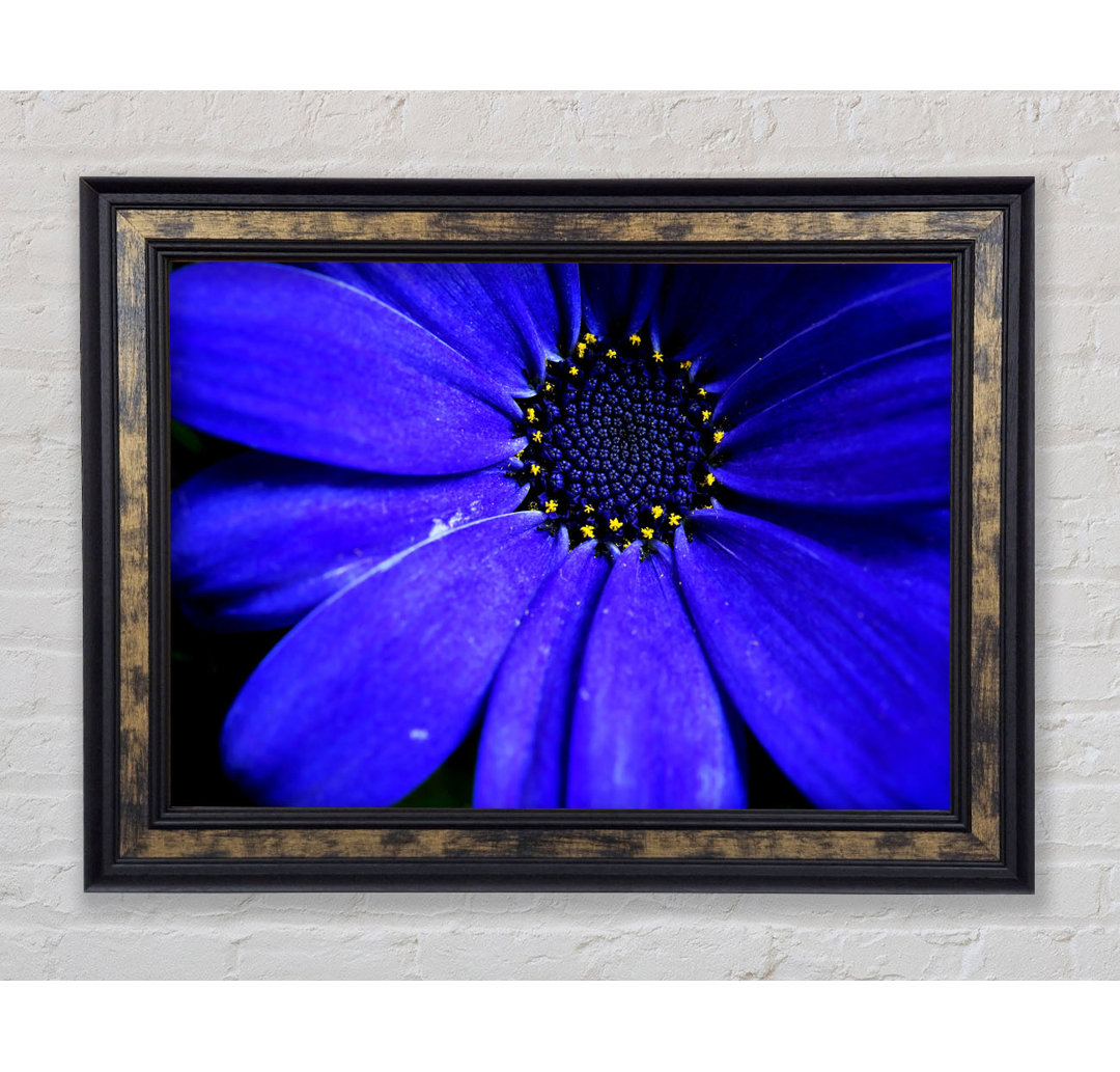 Electric Blue Petals - Druck