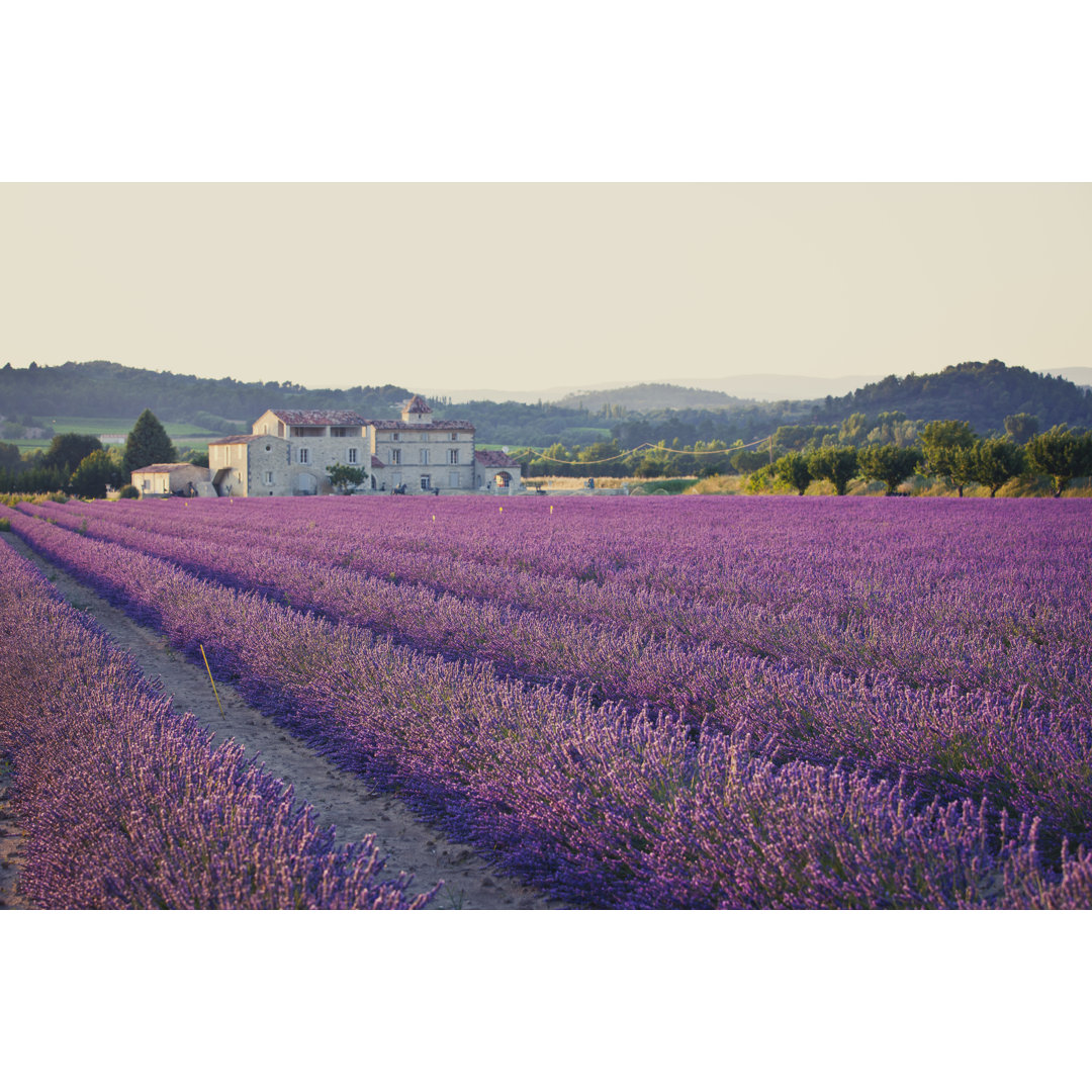 A Field Of Lavender Plants In Rows von Pawel.gaul - Leinwandbild