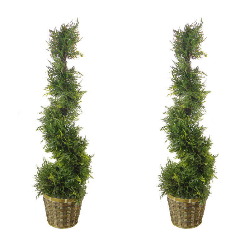 Topiaire cypress leave spirale dans un panier