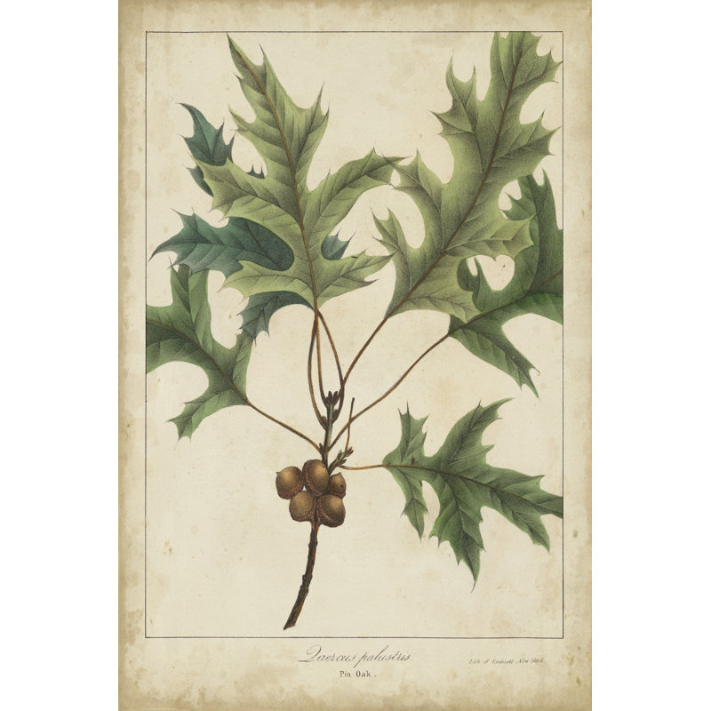 Oak Leaves & Acorns IV by John Torrey - Wrapped Canvas Print, 91cm H x 61cm W x 3.8cm D