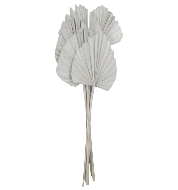 Palm Spear Plant