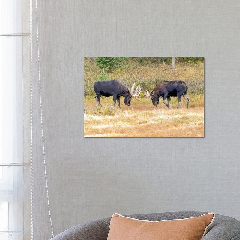 USA, Colorado, Cameron Pass. Two Bull Moose Dueling. by Jaynes Gallery - Wrapped Canvas Print, 66.04 cm H x 45.72 cm W