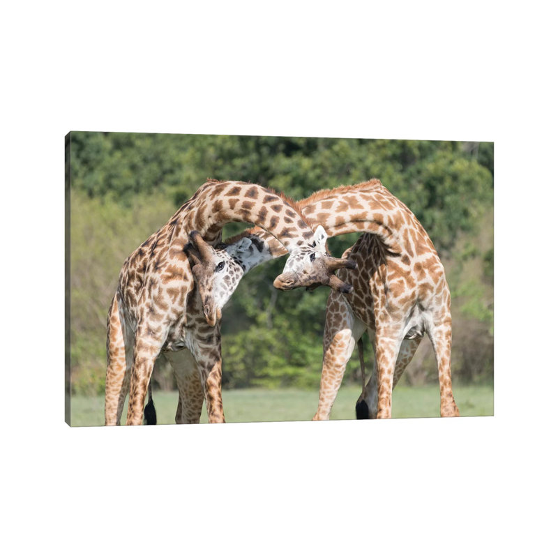 Africa, Kenya, Maasai Mara National Reserve. Male Giraffes Fighting. by Jaynes Gallery - Wrapped Canvas Painting