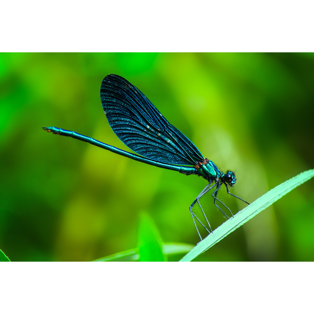 Blaue Libelle - Leinwandbild