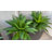 Artificial Agave Succulent Plants