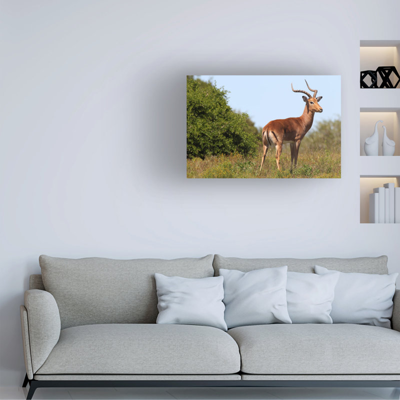 Bolog Bob Langrish Impala Canvas Art, 30" H x 47" W