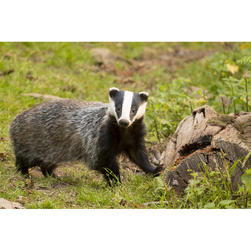European Badger by Helen Davies - Wrapped Canvas Print, 51cm H x 76cm W