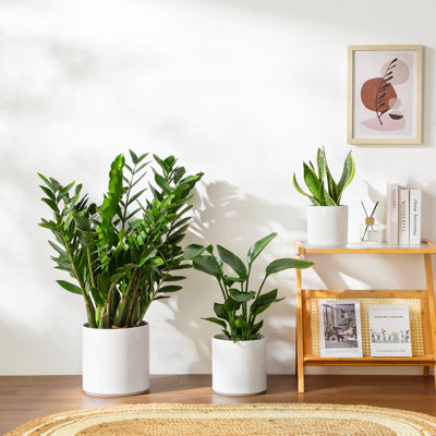 ZTHPOT Ceramic Pot Planter
