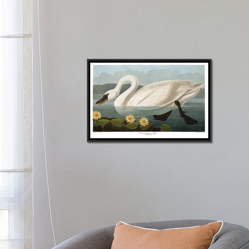« common american swan », reproduction d’impression sur toile, H 18 po x l 26 po x P 1,5 po, Toile avec cadre noir
