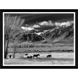 Wild Horses Print by Soicher Marin Archives