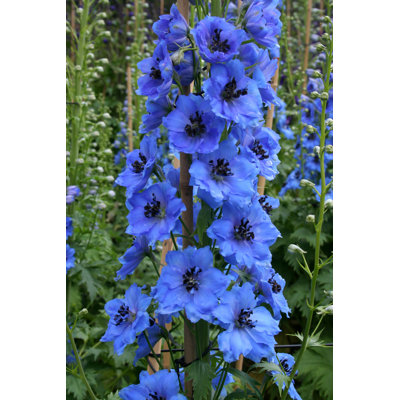 Brison Bright Blue Delphinium Spike par - Photographie de toile tendue