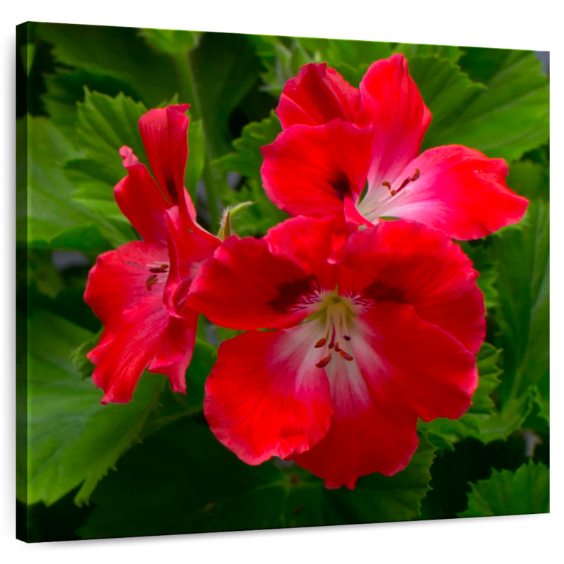Red Hibiscus Flowers, 36" H x 36" W
