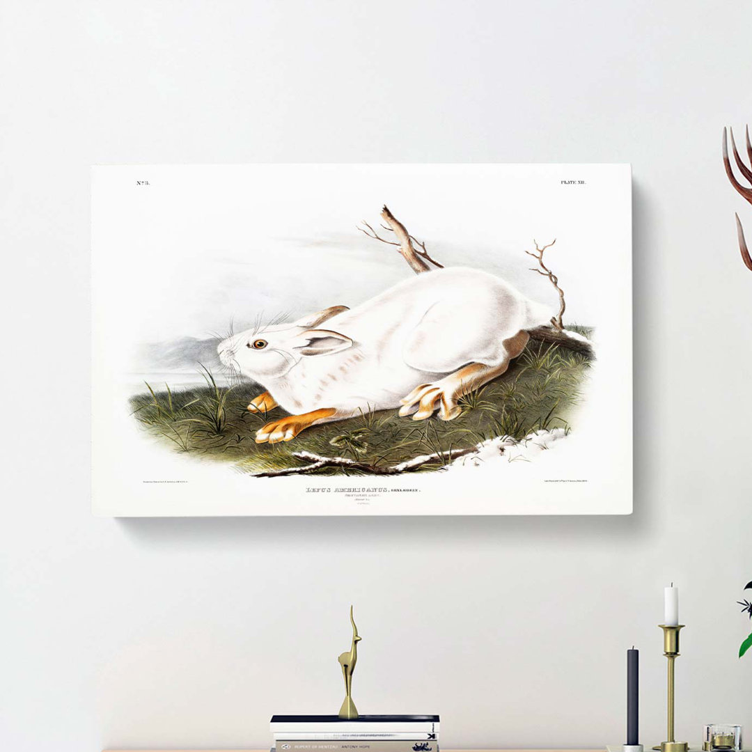 Northern Hare In Winter by J.W. Audubon - Wrapped Canvas