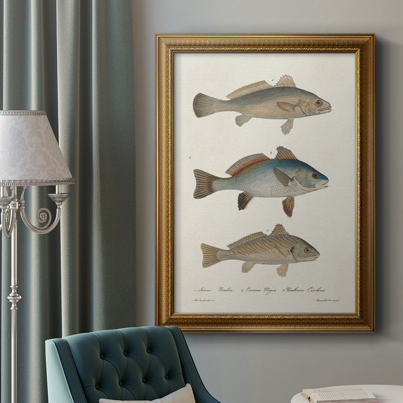 Espèces de poissons antiques III, toile encadrée de qualité supérieure - prête à être accrochée, H 27 po x l 18 po x P 2,5 po