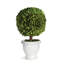 Alby Boxwood Topiary in Ceramic Pot-449229175
