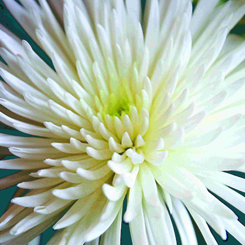 Chrysanthème - reproduction sur toile tendue, L 12 po x H 12 po