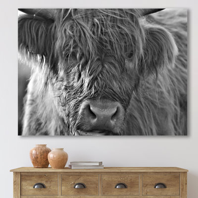 Scottish Highland Cows Living on Moorland - photographie sur toile
