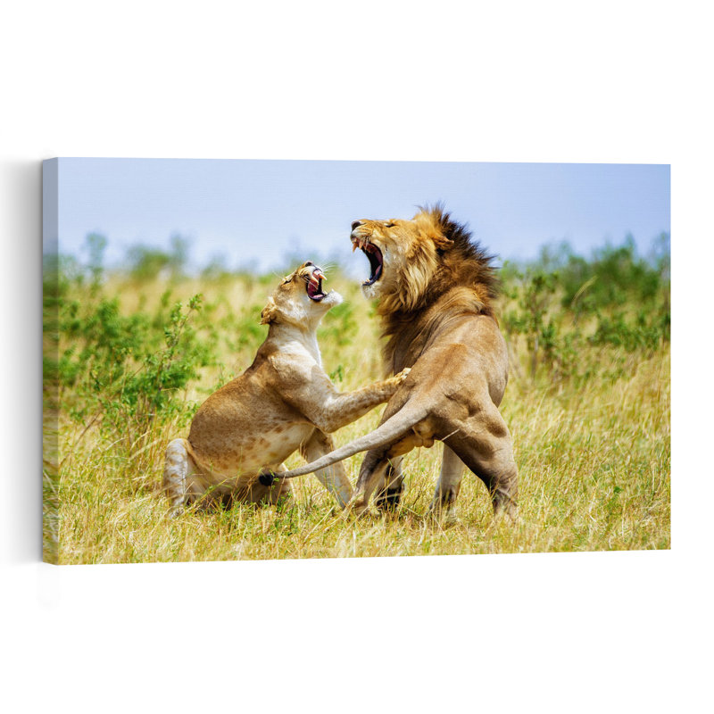 Roaring African Lions Dramatic Contemporary Cat Lion Nature Wildlife Wall Art Print, 30.48cm H x 45.72cm W