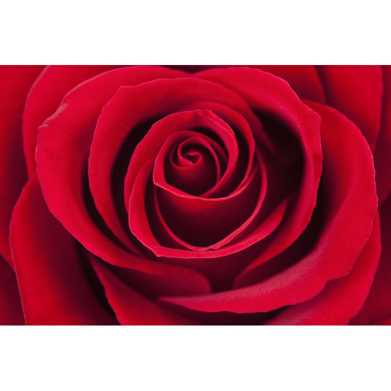 Macro de rose rouge en arrière-plan par Eli_Asenova, H 12 po x l 18 po