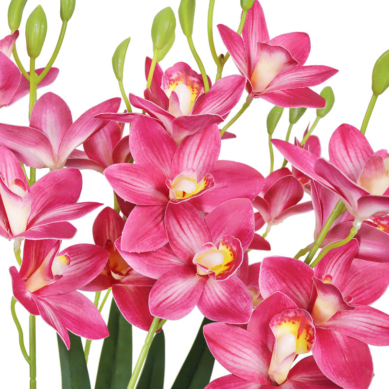 Tige d'orchidée, Rose vif