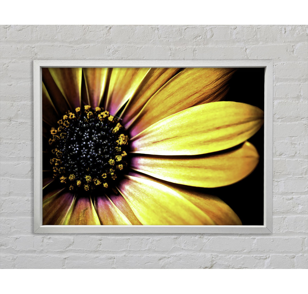 Golden Black Daisy - Druck