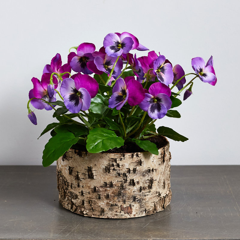 Arrangement floral Pansy en pot