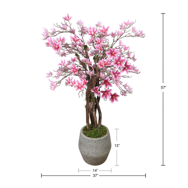 Magnolia Tree in Stone Pot