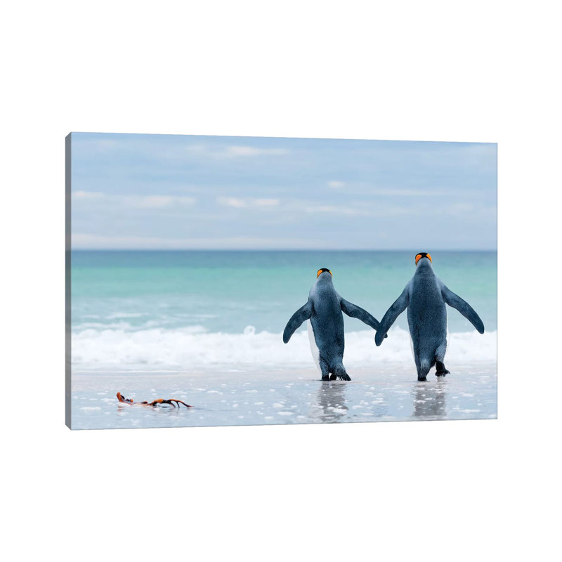 King Penguin Pair Entering Sea, Volunteer Beach, East Falkland Island, Falkland Islands by Tui De Roy - Wrapped Canvas Print