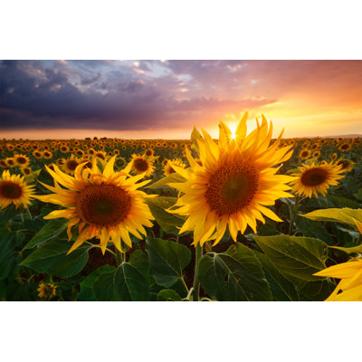 Sunflowers Field by Beboy_ltd - Wrapped Canvas Print