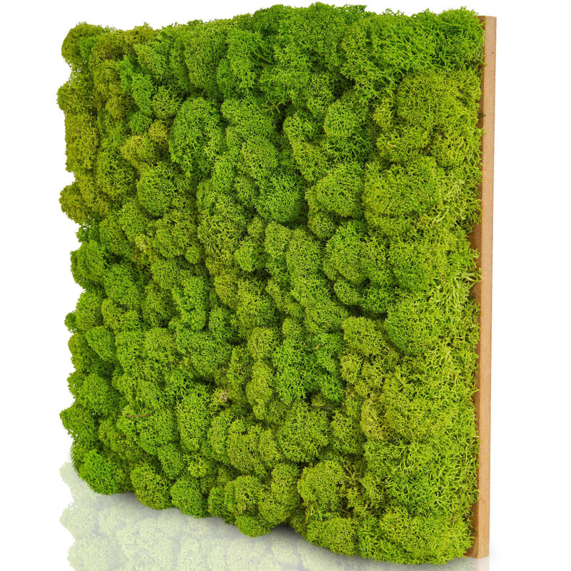 Moospaneele - Moosbild Islandmoos - Mooswand Selber Machen | Premium - 25 X 25, 25cm H x 25cm W x 4 cm D
