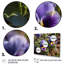 «Purple Yellow Pansies Harmony I» sur toile-1297920048-1297920060