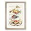 East Indies Fish & Crab Illustrations XXXIV by Louis Renard - Picture Frame Painting Print-55547374-55547375