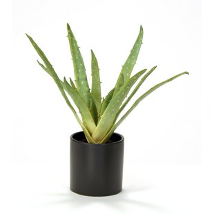 Silk Greenery Aloe Desk Top Plant in Pot (Set of 2)