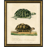 Turtle I Print