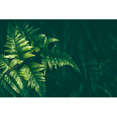 Fern Background - Wrapped Canvas Print