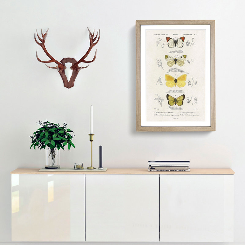 Butterfly Illustrations PL. 2 by Charles d' Orbigny - Picture Frame Graphic Art Print, Oak Framed, 48cm H x 36cm W x 2cm D