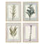 Ensemble de 4 reproductions murales encadrées de fleurs sauvages encadrées sur papier, encadrées sur papier-93012145-93012147