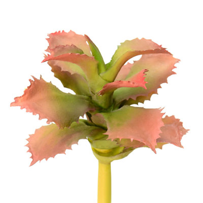 Adromischcus Arrangement