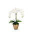Rowan Orchid Arrangement in Gold Planter-318355483