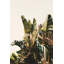 Equaltorial Print by Alicia Bock-1881688363-1881688362