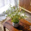 Plante de 16 po-1898302513