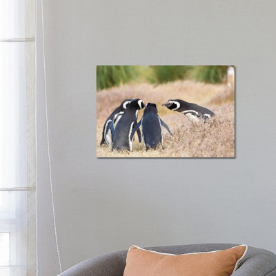 Magellanic Penguin Social Interaction and Behavior in a Group, Falkland Islands. 1 Piece Wrapped Canvas Wall Art