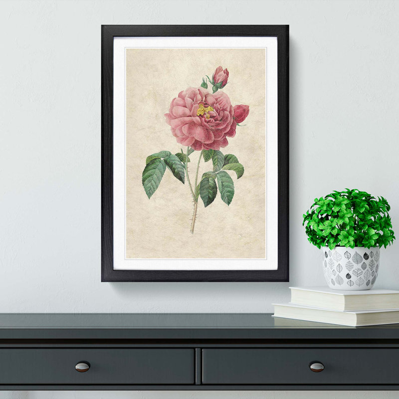 Pink Blush Cabbage Rose by Pierre-Joseph Redoute - Picture Frame Painting Print, Black Framed, 36cm H x 27cm W x 2cm D