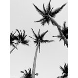 Palm Trees And 80 Degrees Print by Kristen M. Brown