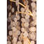GENOA Wall Sconce